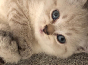 Britischer Kurzhaar kitten junge mit blau augen  mädchen ist mit grüne augen 