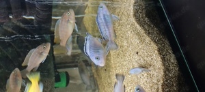 Malawi Buntbarsche Bild 2