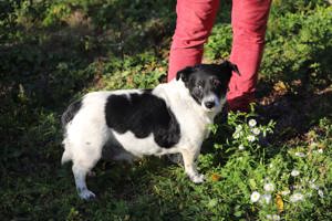 *ZORKA* ist eine sehr liebe und verschmuste Hündin. Hier ist angemessene Bewegung Pflicht. 