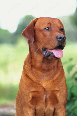 Labrador Deckrüde FCI in Foxred  Gelb 