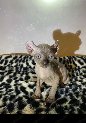 Süße Sphynx Kitten mit Elf Ohren 