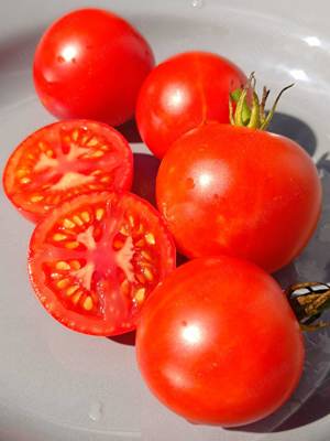 Tomate Ailsa Craig Tomatensamen - kältetolerant und reichtragend