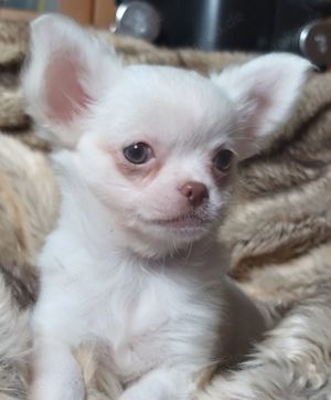 Chihuahuamädel in weiß  Lack sucht ab sofort neues Personal