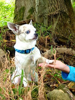 Chihuahua deckrüde kein Verkauf Bild 2