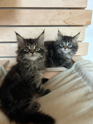 Main Coon Kitten 