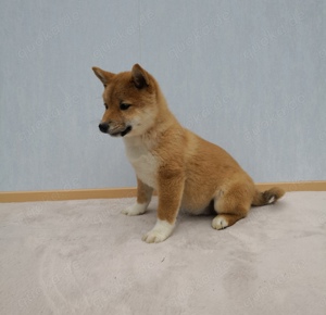 Süße reinrassige Shiba Inu Welpen