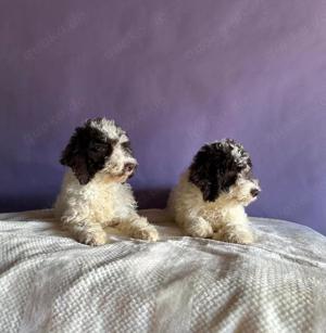 Lagotto Romangnolo Welpen 