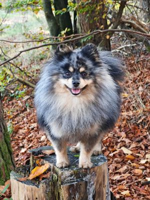 Zwergspitz Pomeranian Deckrüde 