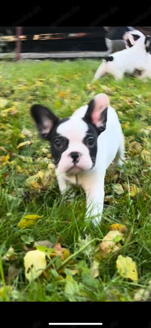 Französische Bulldogge Welpen