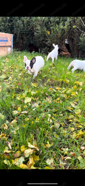 Französische Bulldogge Welpen