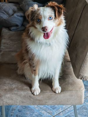 Mini Aussie Deckrüde (Miniature Australian Shepherd) 