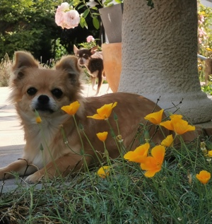 Pomchi Hündin 7 Monate in allerbeste Hände abzugeben 