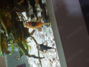 Gelbe Antennenwelse aus eigener Zucht topgesund. Bild 2