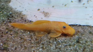 Gelbe Antennenwelse aus eigener Zucht topgesund.