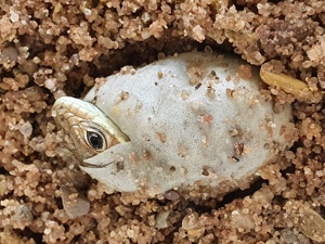 Lacerta viridis, Östliche Smaragdeidechse