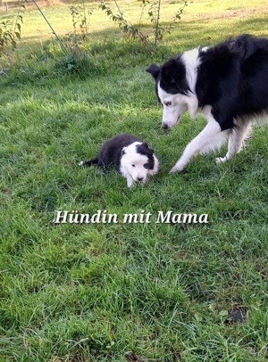 Noch 2 süße Border Collie Welpen 