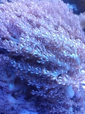 Meerwasser Korallen für Anfänger oder für Erstbesatz Bild 5