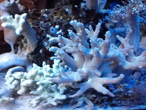 Meerwasser Korallen für Anfänger oder für Erstbesatz Bild 2