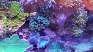 Meerwasser Korallen für Anfänger oder für Erstbesatz Bild 6