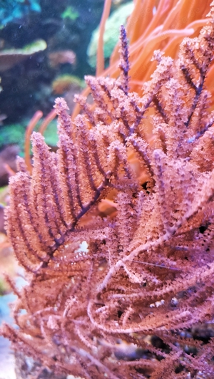 Meerwasser Korallen für Anfänger oder für Erstbesatz Bild 8