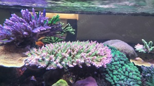 Meerwasser Acropora Mango garden Bild 2
