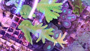 Meerwasser Acropora Mango garden Bild 4