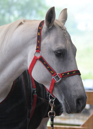  Nylon-Halfter mit Applikationen Gr. Cop oder Full diverse Farben  Bild 2