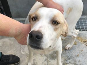 Geko sucht sein Zuhause (noch auf Sardinien)