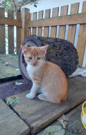 Kleines Kätzchen, Katze, Katzenjunge sucht neues Zuhause 