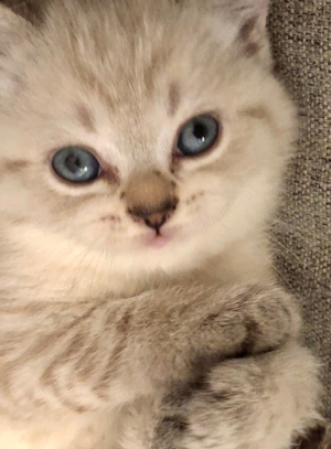 Wunderschöne BHK Baby katze mit blau augen und grüne augen 