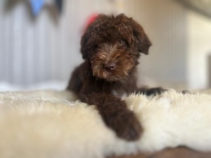 Super süßer Aussiedoodle   