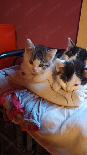 3 Baby Katzen suchen noch ein neues Zuhause 