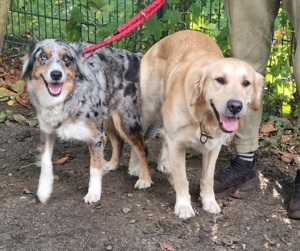 Golden Retriver, Australien Shepert mix, Goldenaussi, Aussidor