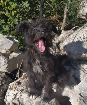 Tibet Terrier Hündin Welpe 5Mon 6kg 32cm Ausreise nach Adoption Video