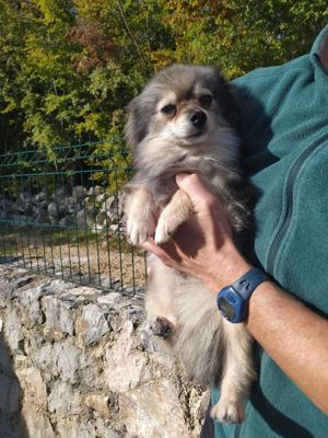 Zwergspitz Hündin 2,8kg 27cm 2J VIDEO Ausreise nach Adoption 