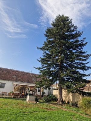 Komitat Vas, Ungarn in Rábapaty - Haus zu verkaufen Bild 4