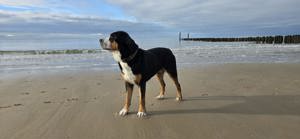 Grosser Schweizer Sennenhund zuchttauglicher Deckrüde mit Papieren Bild 5