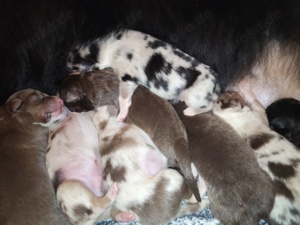 Standard Australian Shepherd Welpen 