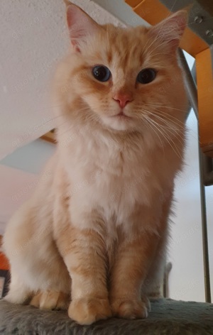 Kater Sammy in Nürnberg Kornburg vermisst