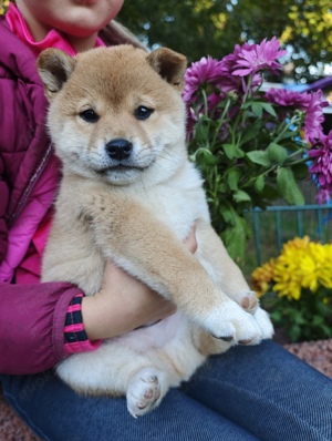 Shiba Inu Welpen (Rüden) suchen liebes, konsequentes zu Hause