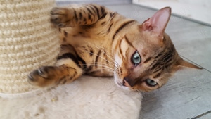 Bengal Deckkater reinrassig mit Stammbaum 