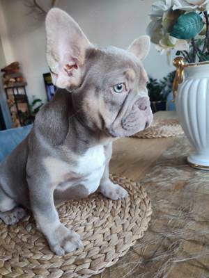 Wunderschöne Französische Bulldogge Hündin Lilly