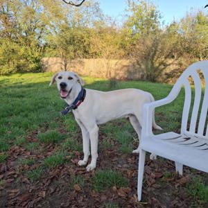 ganz lieber Labrador Marlo sucht Zuhause