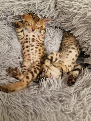 Bengal Kitten Reinrassig süße Katzenbaby 