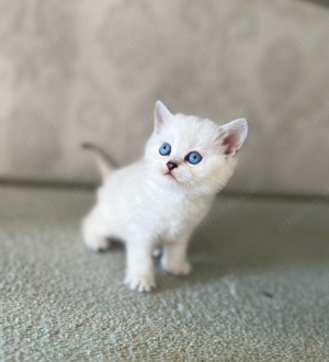 Reinrassige BKH Kitten mit blauen Augen