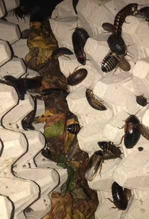 Argentinische Waldschaben (Futtertiere) VERSAND MÖGLICH 