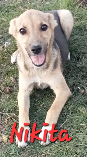 zuckersüße Nikita sucht Körbchen Bild 7