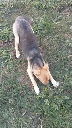 zuckersüße Nikita sucht Körbchen Bild 2