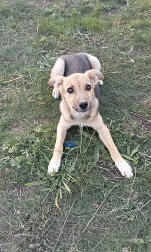 zuckersüße Nikita sucht Körbchen Bild 4