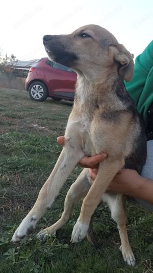 zuckersüße Nikita sucht Körbchen Bild 5